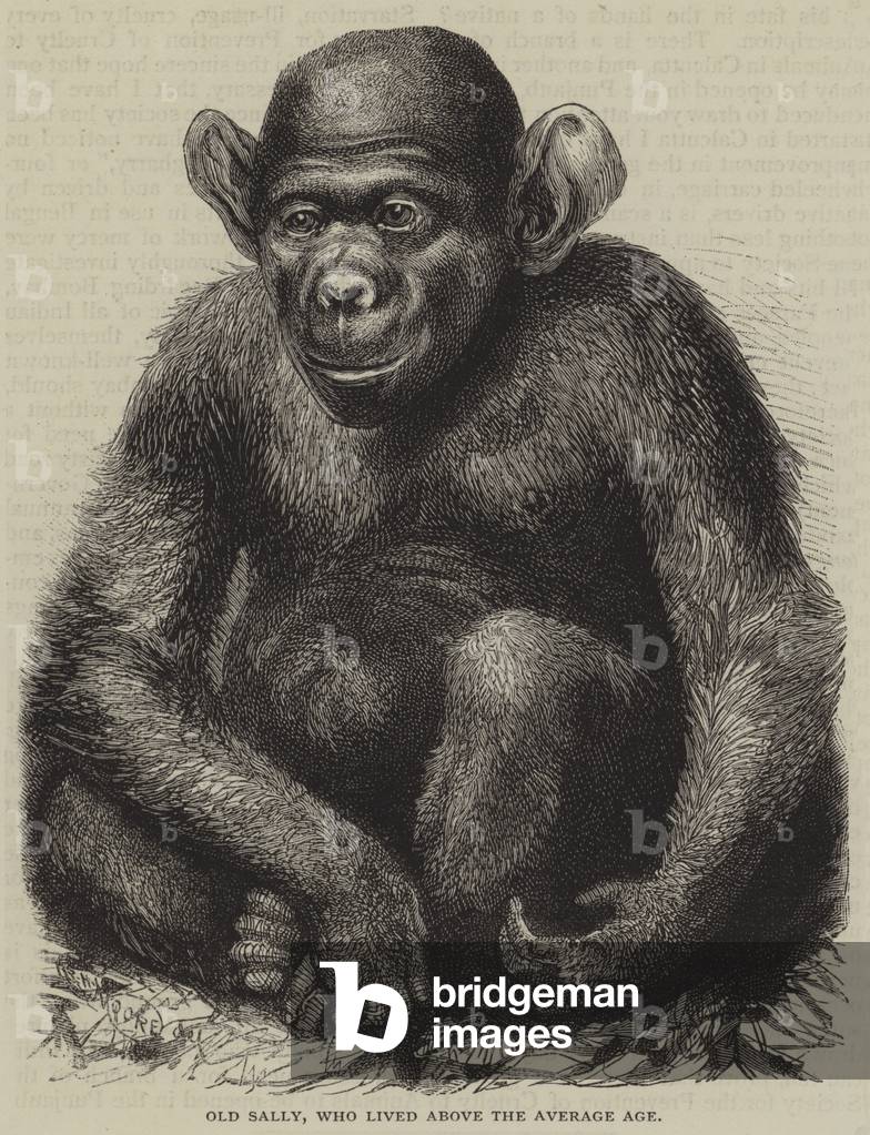 Old Sally, who lived above the average age (engraving)