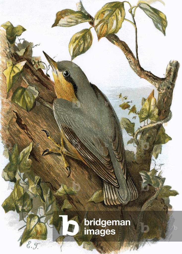 Nuthatch
