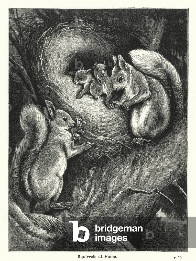 Squirrels at Home (engraving)