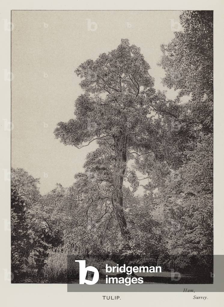 British Trees: Tulip, Ham, Surrey (b/w photo)