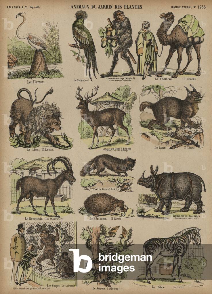 Animals of the Jardin des Plantes, Paris, France (coloured engraving)