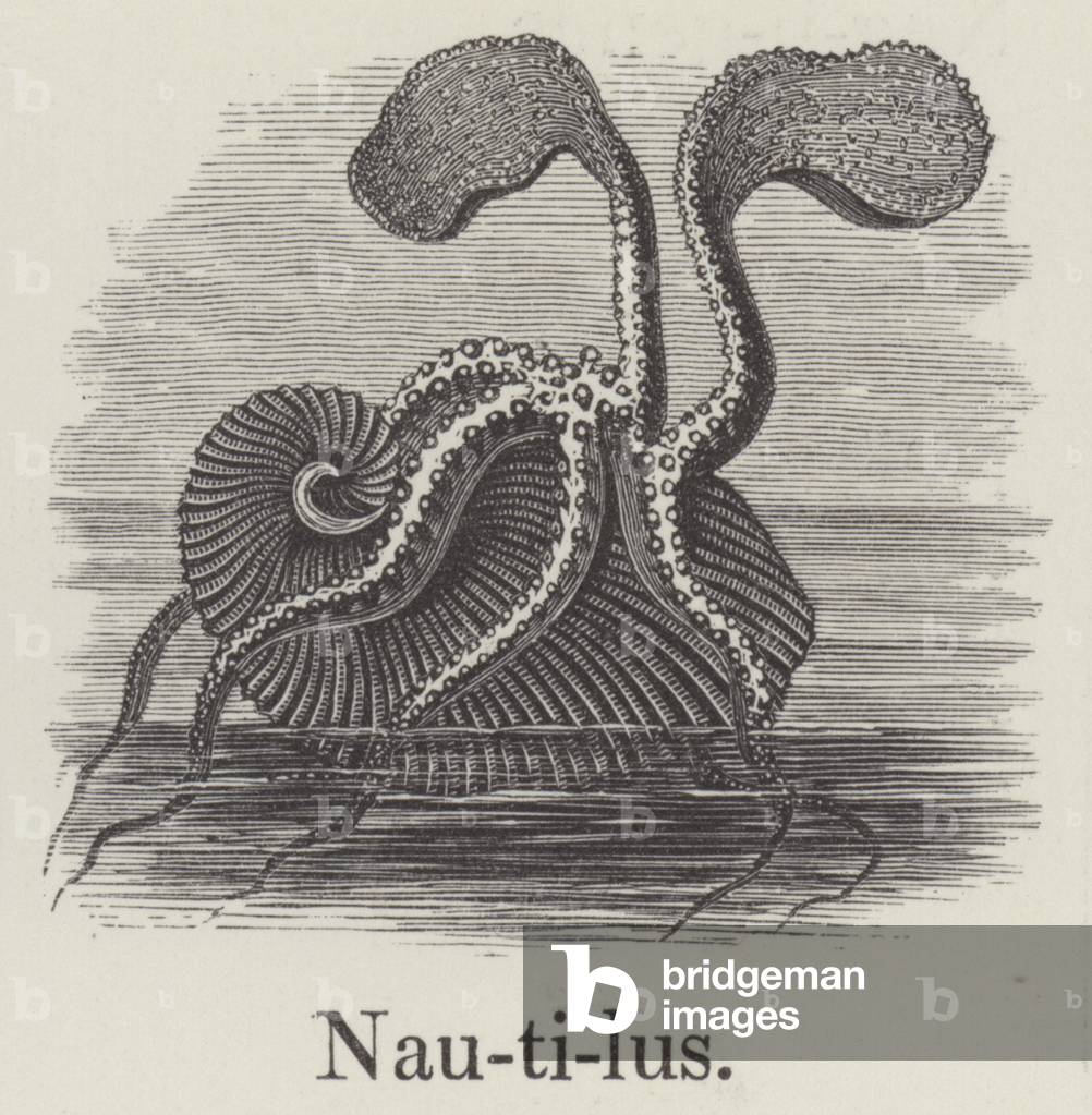 Nautilus (engraving)