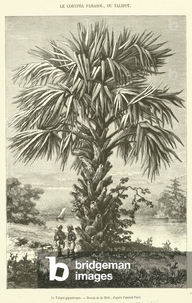 Le Talipot gigantesque (engraving)