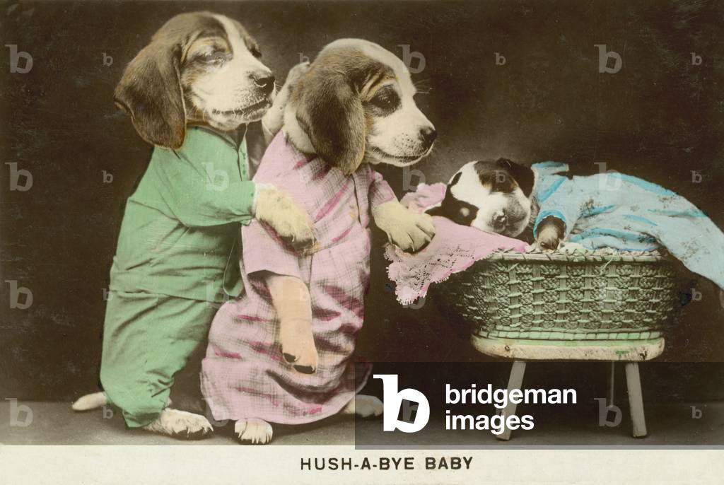 Hush-a-bye baby: anthropomorphic dogs (colour photo)
