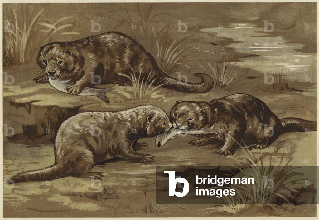 About otters (litho)