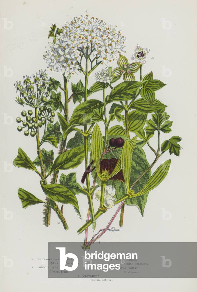 Flowering Plants of Great Britain: Tuberous Moschatell, Common Ivy, Wild Cornel, Dwarf Cornel, Mistletoe (colour litho)