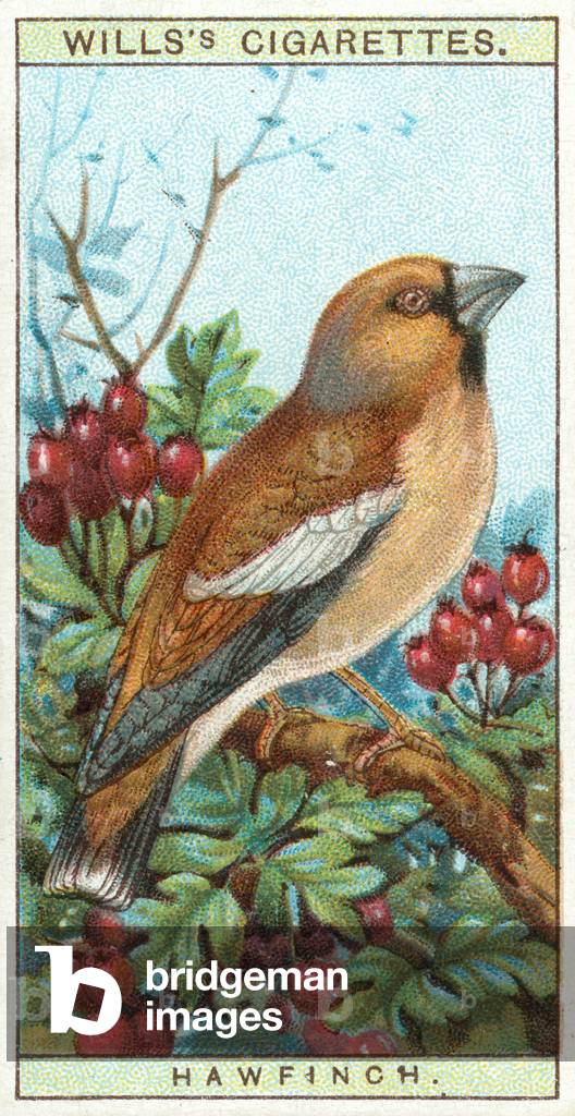 Hawfinch (chromolitho)
