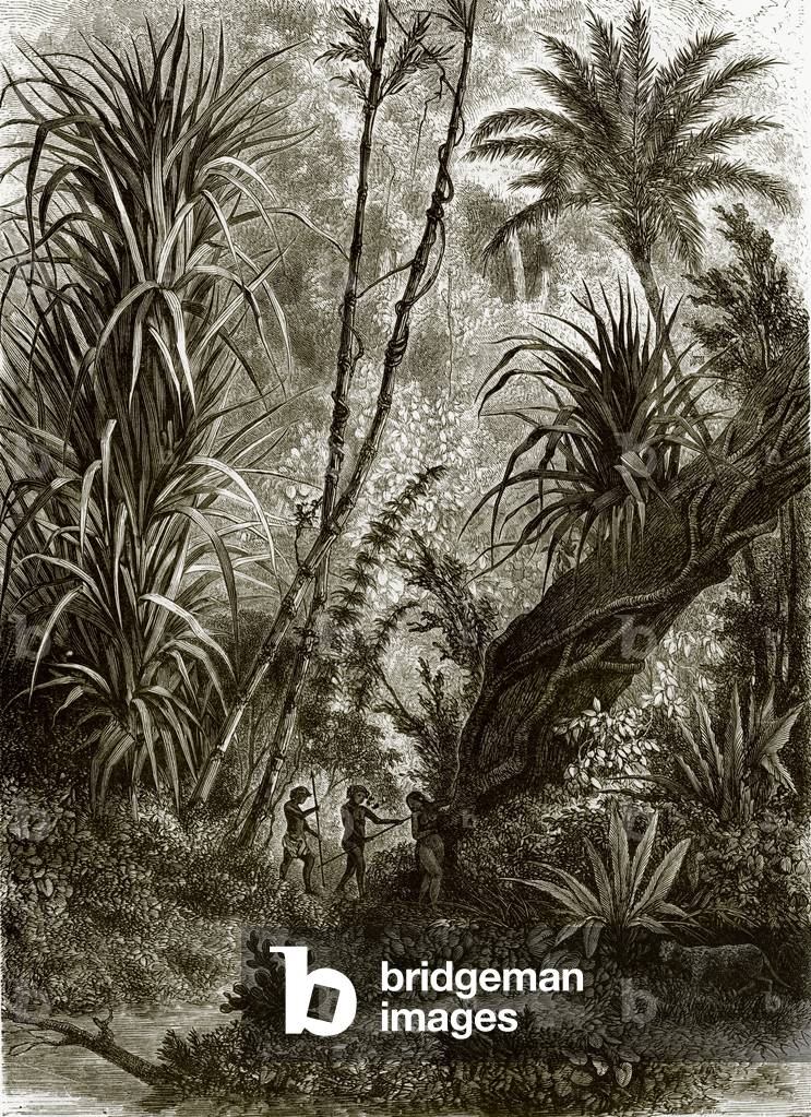 Virgin forest in Kar-Nikobar (Indian Ocean)