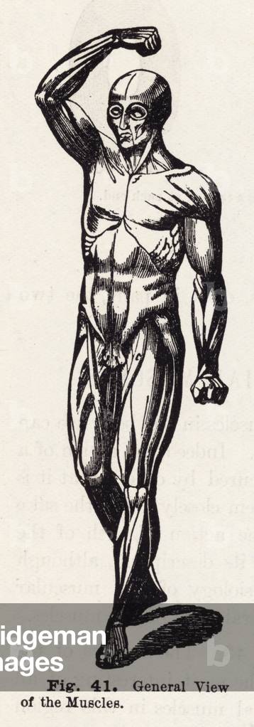 General view of the muscles (engraving)