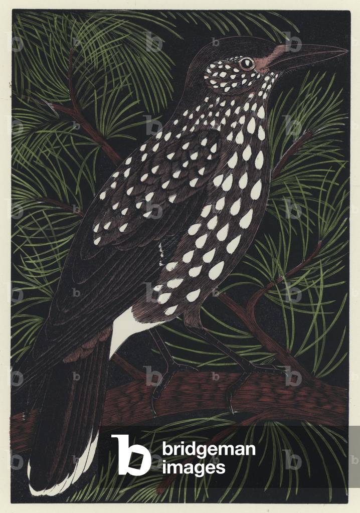 Nutcracker (coloured engraving)