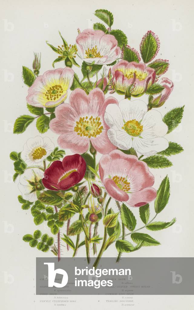 The Flowering Plants of Great Britain, c.1880 (litho)