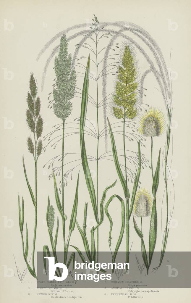 Ovate Hares Tail Grass, Spreading Millet Grass, Awned Nit Grass, Common Feather Grass  (colour litho)