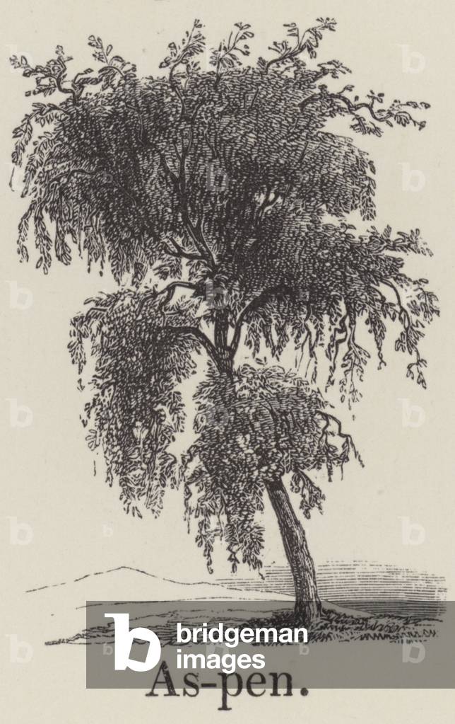 Aspen (engraving)