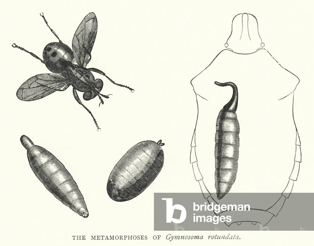 The Metamorphoses of Gymnosoma rotundata (engraving)