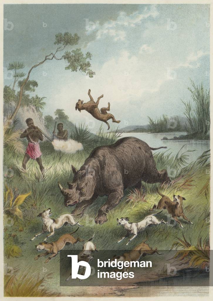 A rhinocerus hunt (chromolitho)