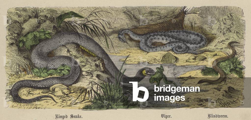 Ringed Snake, Viper, Blindworm (coloured engraving)