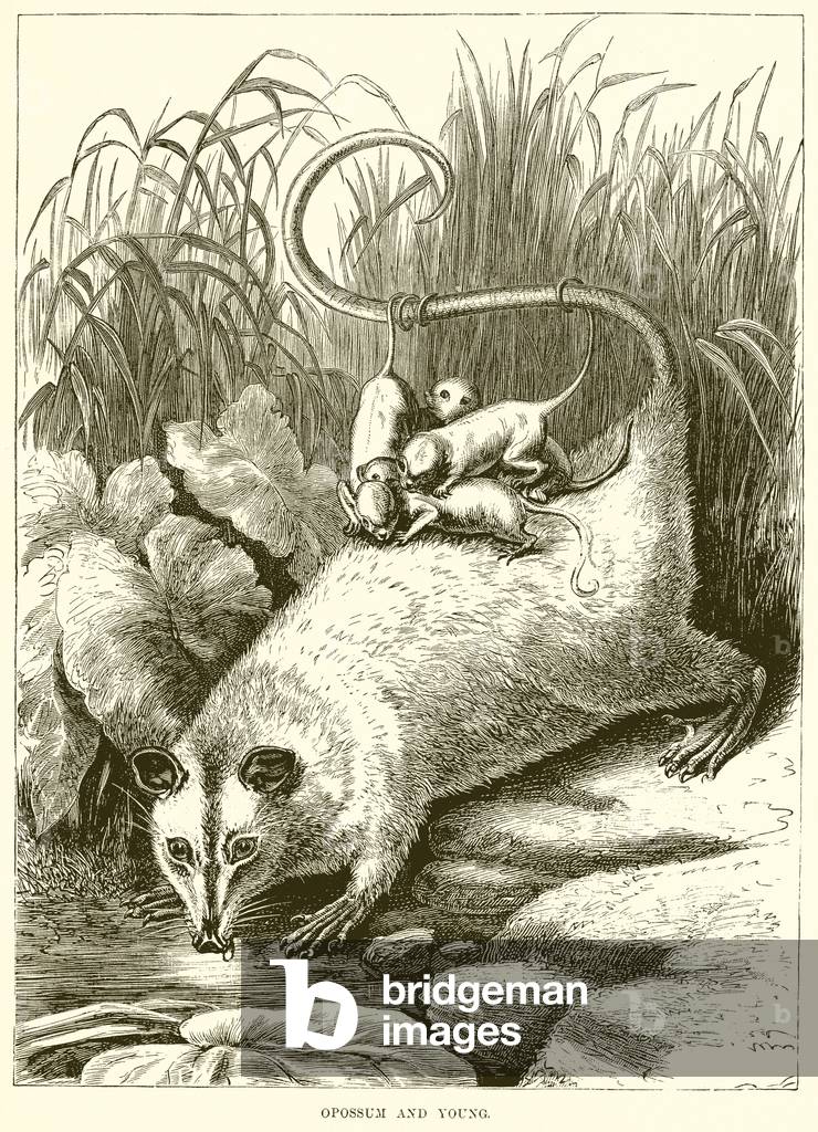 Opossum and Young (engraving)