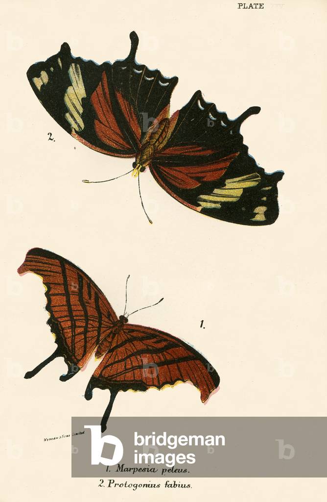 Butterflies