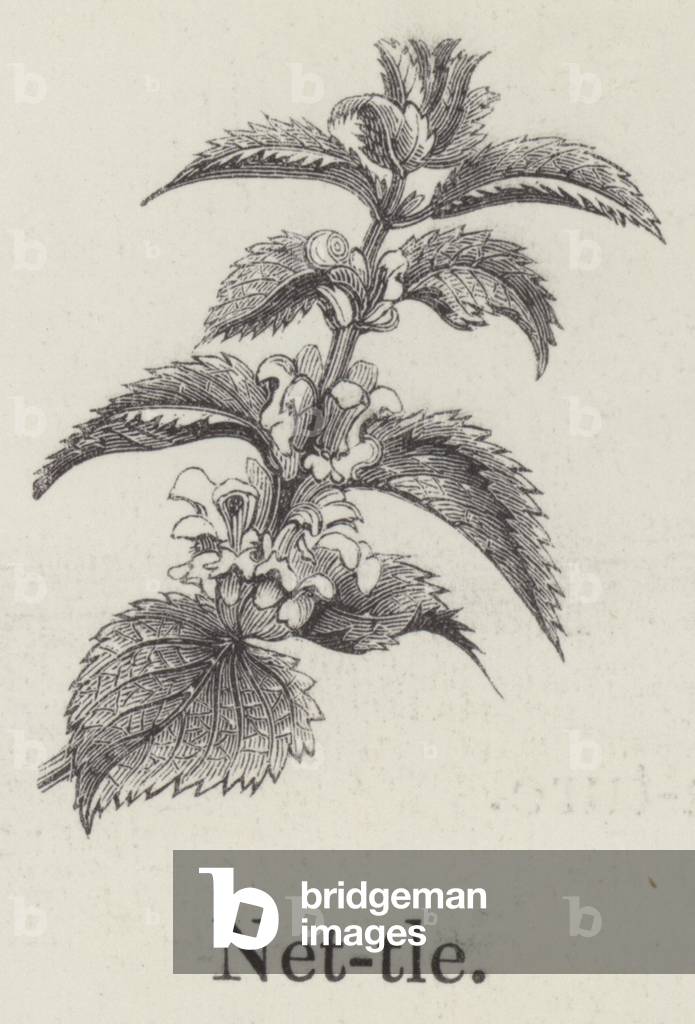 Nettle (engraving)