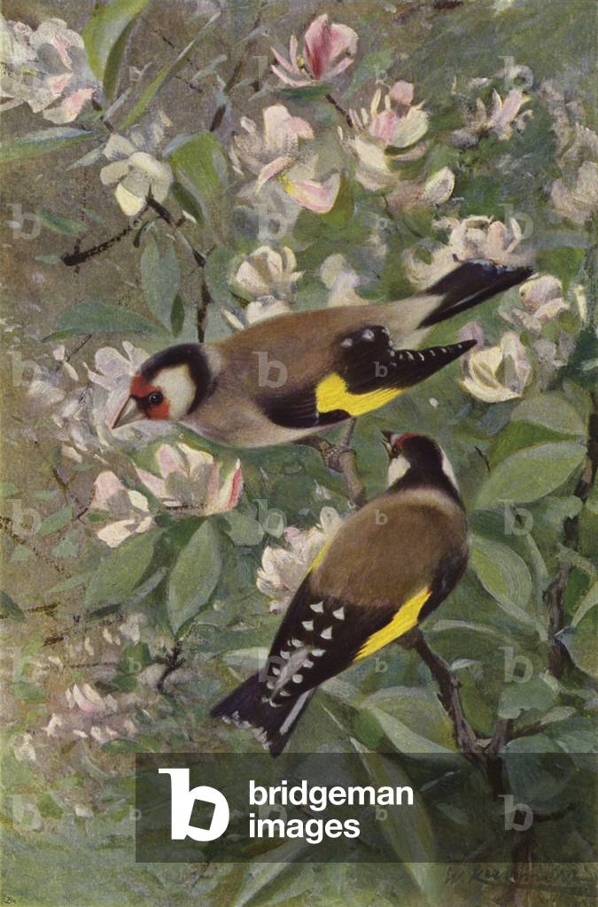 Goldfinch (colour litho)