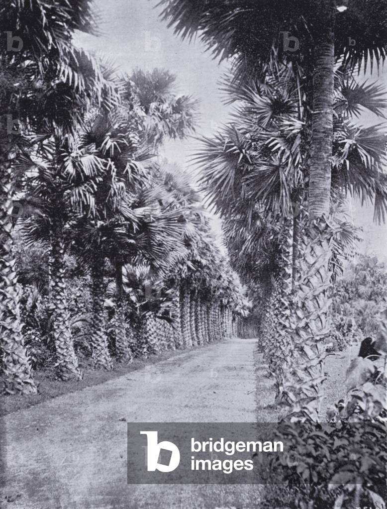 Calcutta: The Royal Botanic Garden (b/w photo)