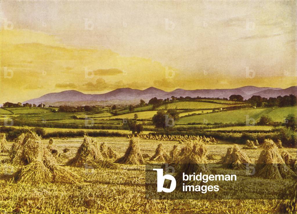 The Harvest, County Down (colour photo)