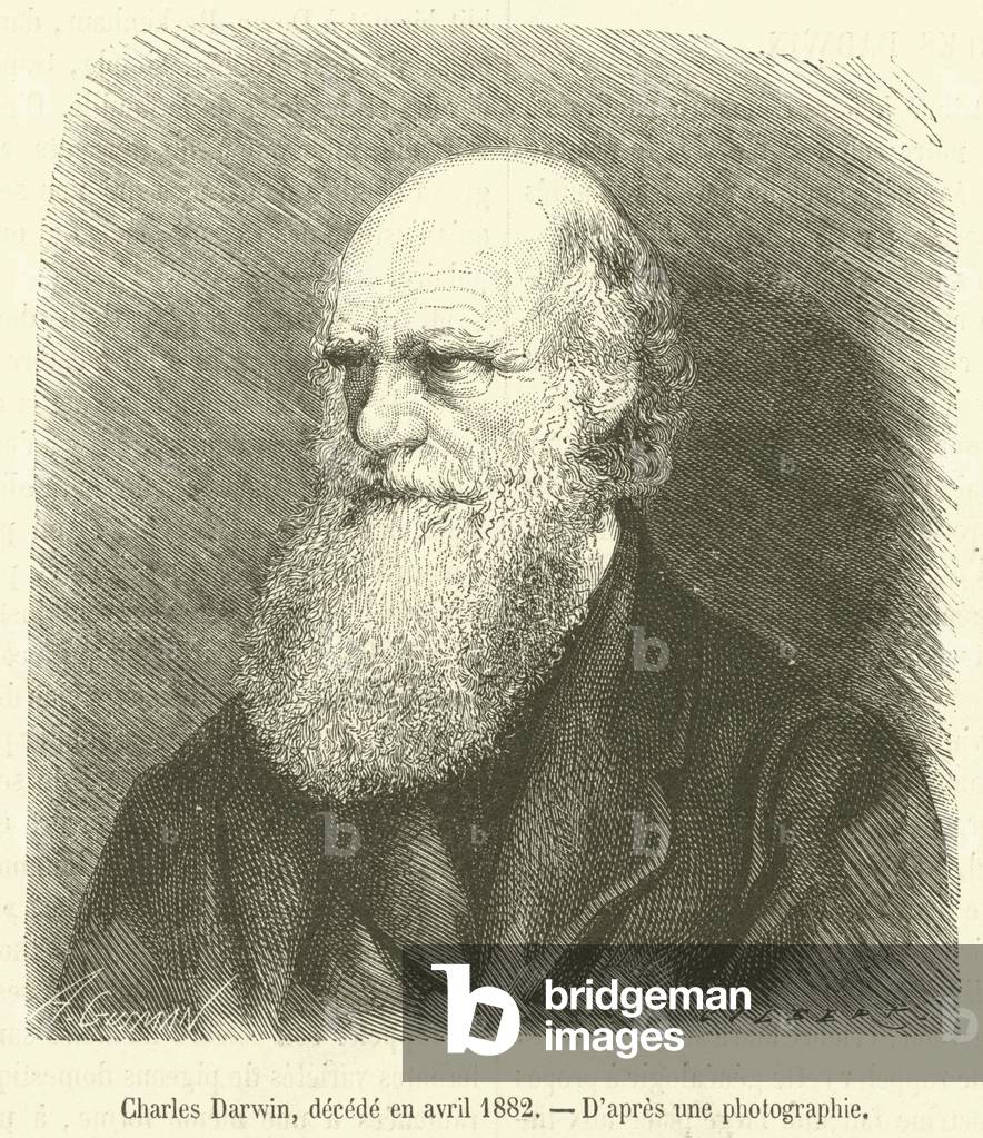 Charles Darwin, decede en avril 1882 (engraving)