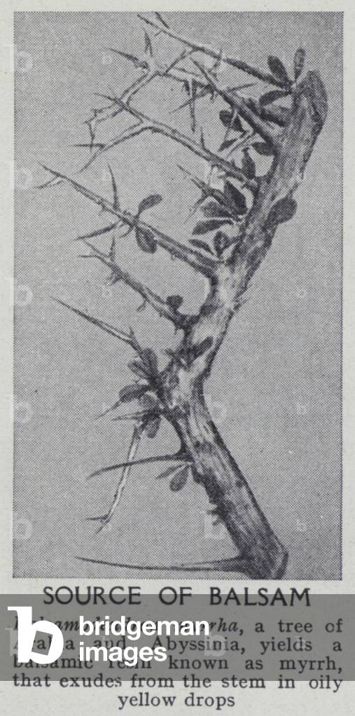 Source of balsam (b/w photo)