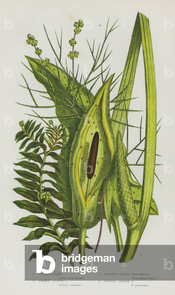 Flowering Plants of Great Britain: Cuckoo Pint, Sweet Sedge, Opposite Leaved Pondweed, Fennel Leaved Pondweed (colour litho)