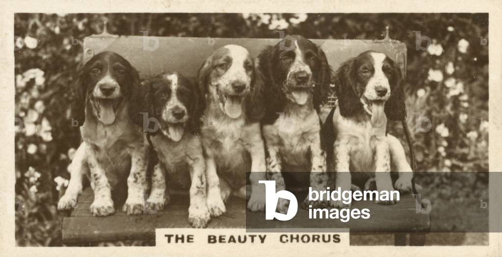 The Beauty Chorus (b/w photo)