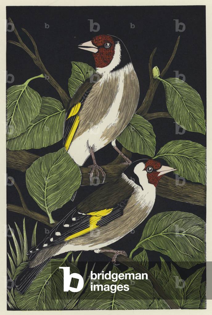 Goldfinches (coloured engraving)