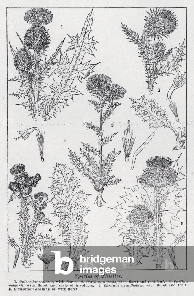 Species of thistles (litho)