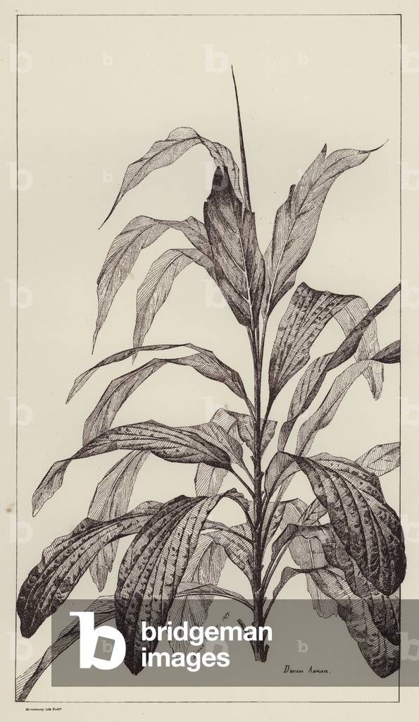 Draciena Ampliata (litho)