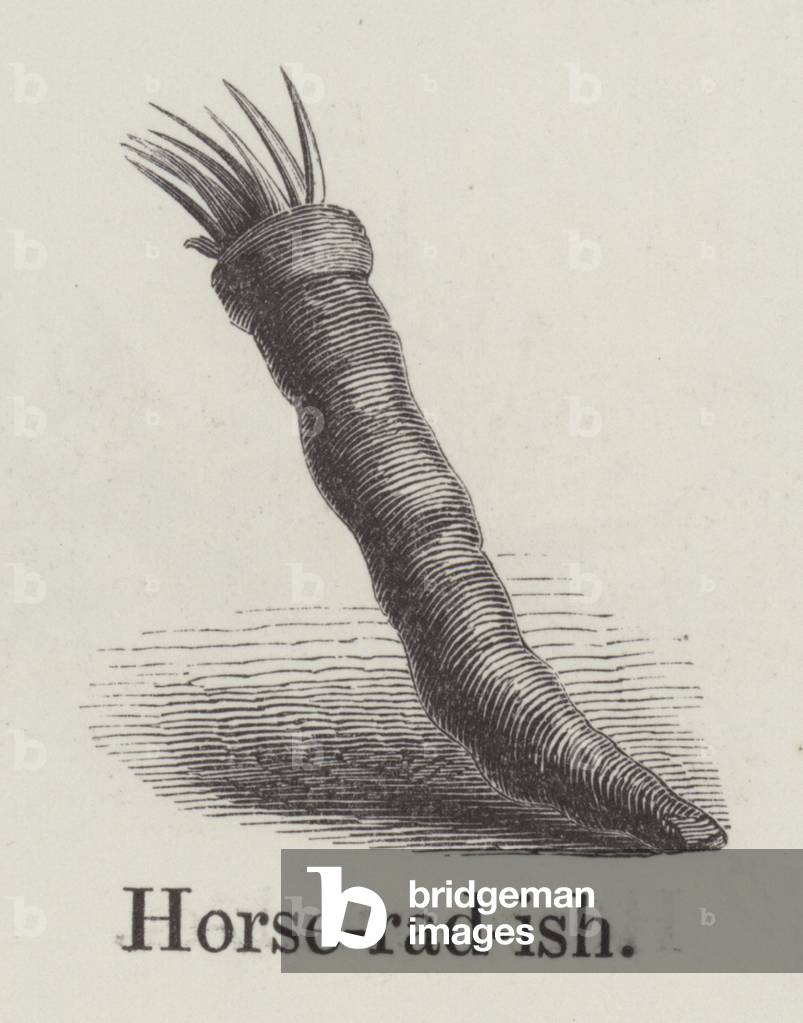 Horseradish (engraving)