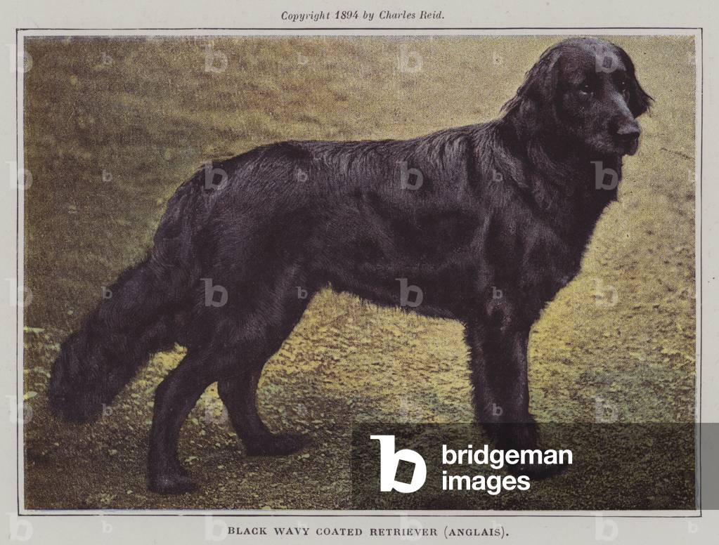 English Black Wavy Coated Retriever (colour photo)