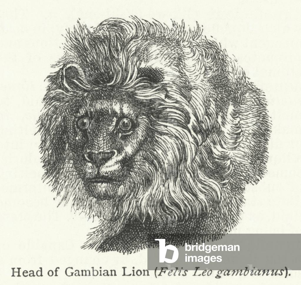 Head of Gambian Lion (Felis Leo gambianus) (engraving)