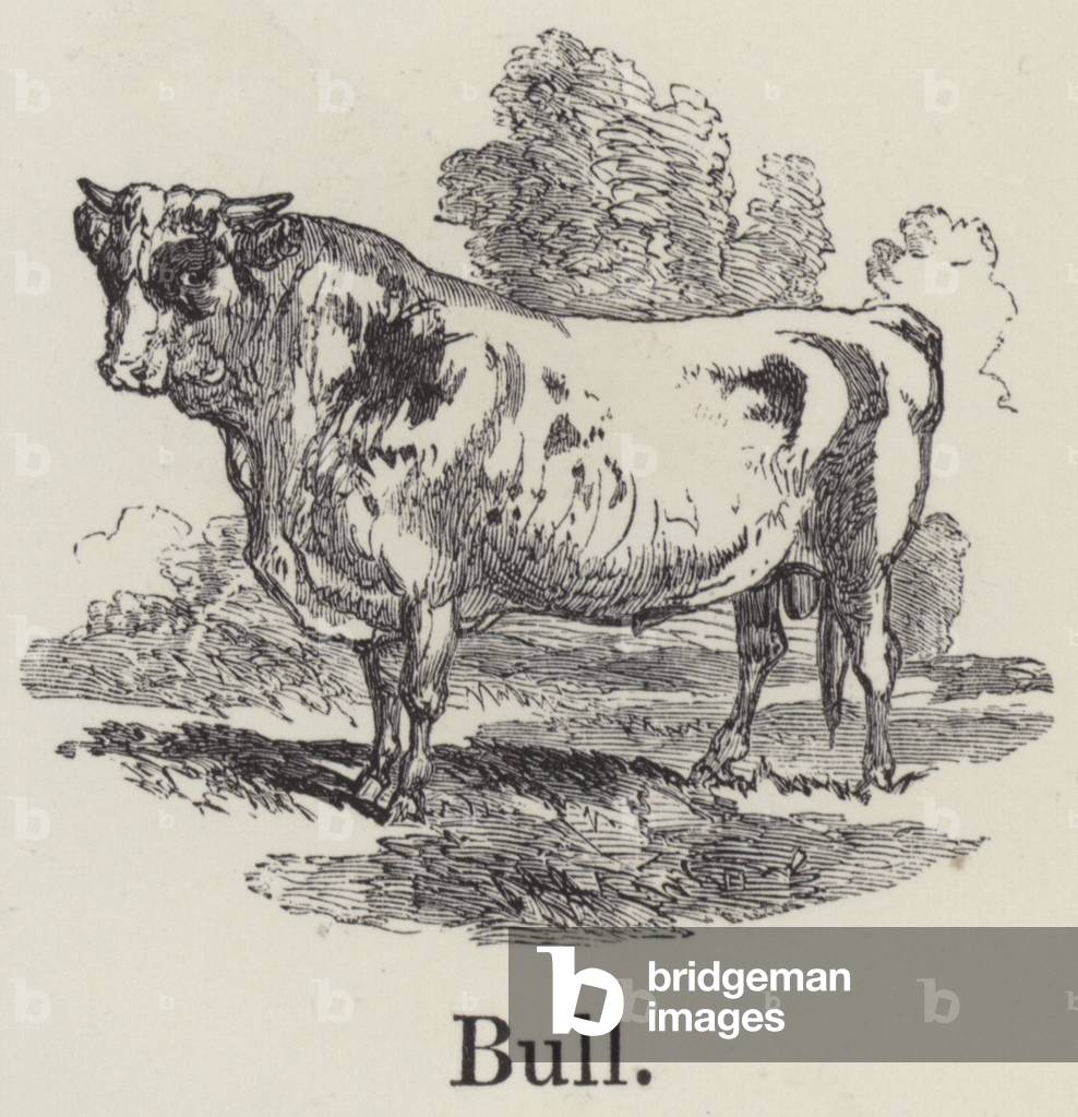 Bull (engraving)