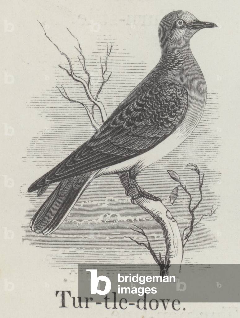Turtle dove (engraving)