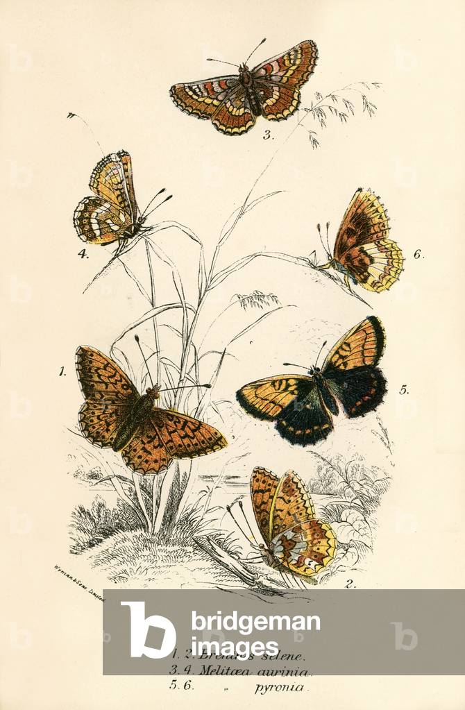 Butterflies