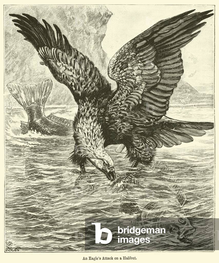 An Eagle's Attack on a Halibut (engraving)