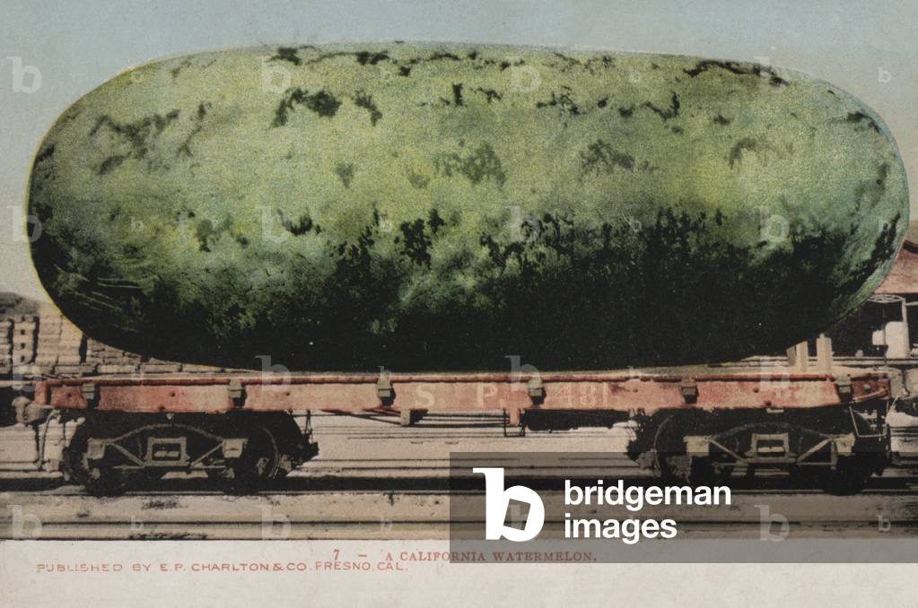 A (colossal) California Watermellon (photo)