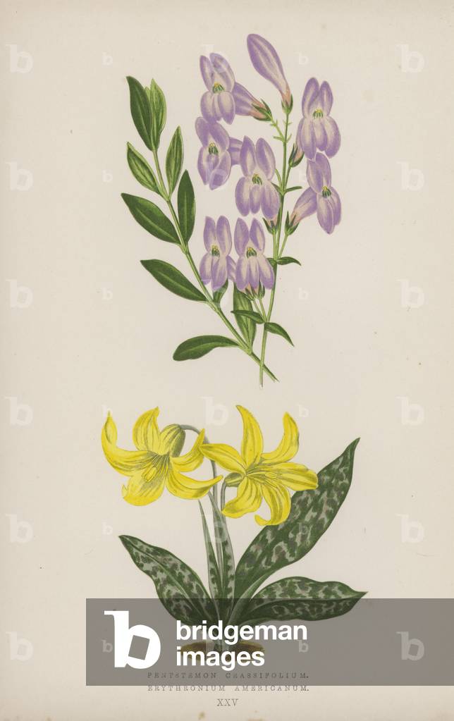 Pentstemon Crassifolium; Erythronium Americanum (colour litho)