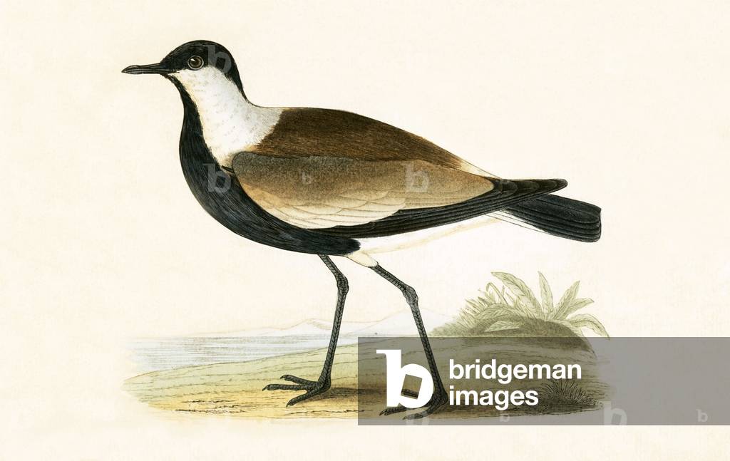 Spur Winged Plover, illustration from 'A History of the Birds of Europe Not Observed in the British Isles' by Charles Robert Bree (1811-86), published 1867 (colour litho)