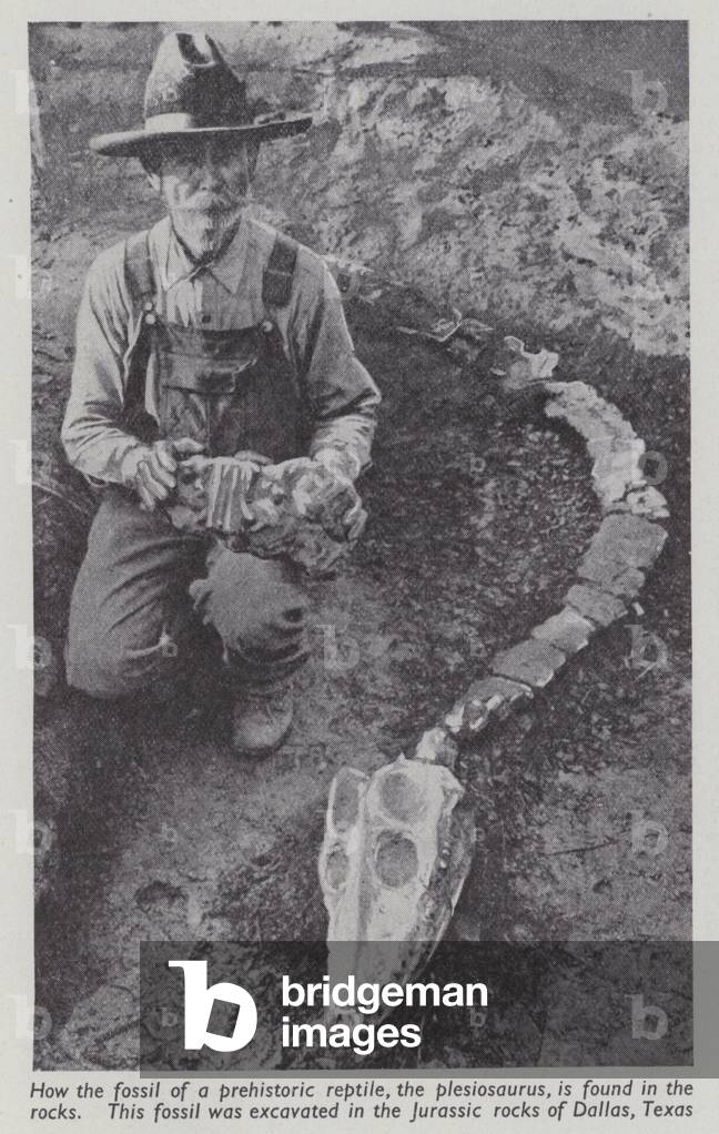 Fossil of a prehistoric reptile, the plesiosaurus, found in the Jurassic rocks of Dallas, Texas (b/w photo)