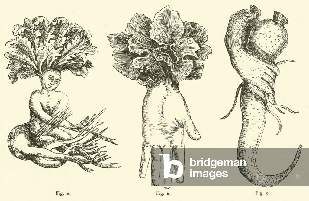 Freaks of Vegetation (engraving)