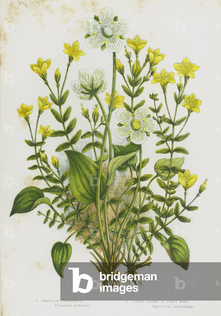 Flowering Plants of Great Britain: Grass of Parnassus, Linear-Leaved St John's Wort (colour litho)
