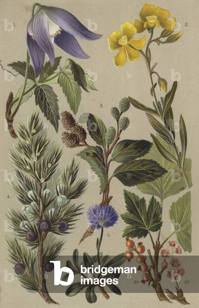 Alpine flora (chromolitho)