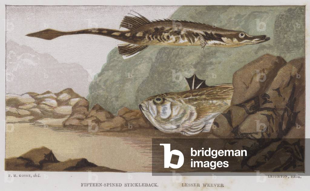 Fifteen-Spined Stickleback, Lesser Weever (colour litho)