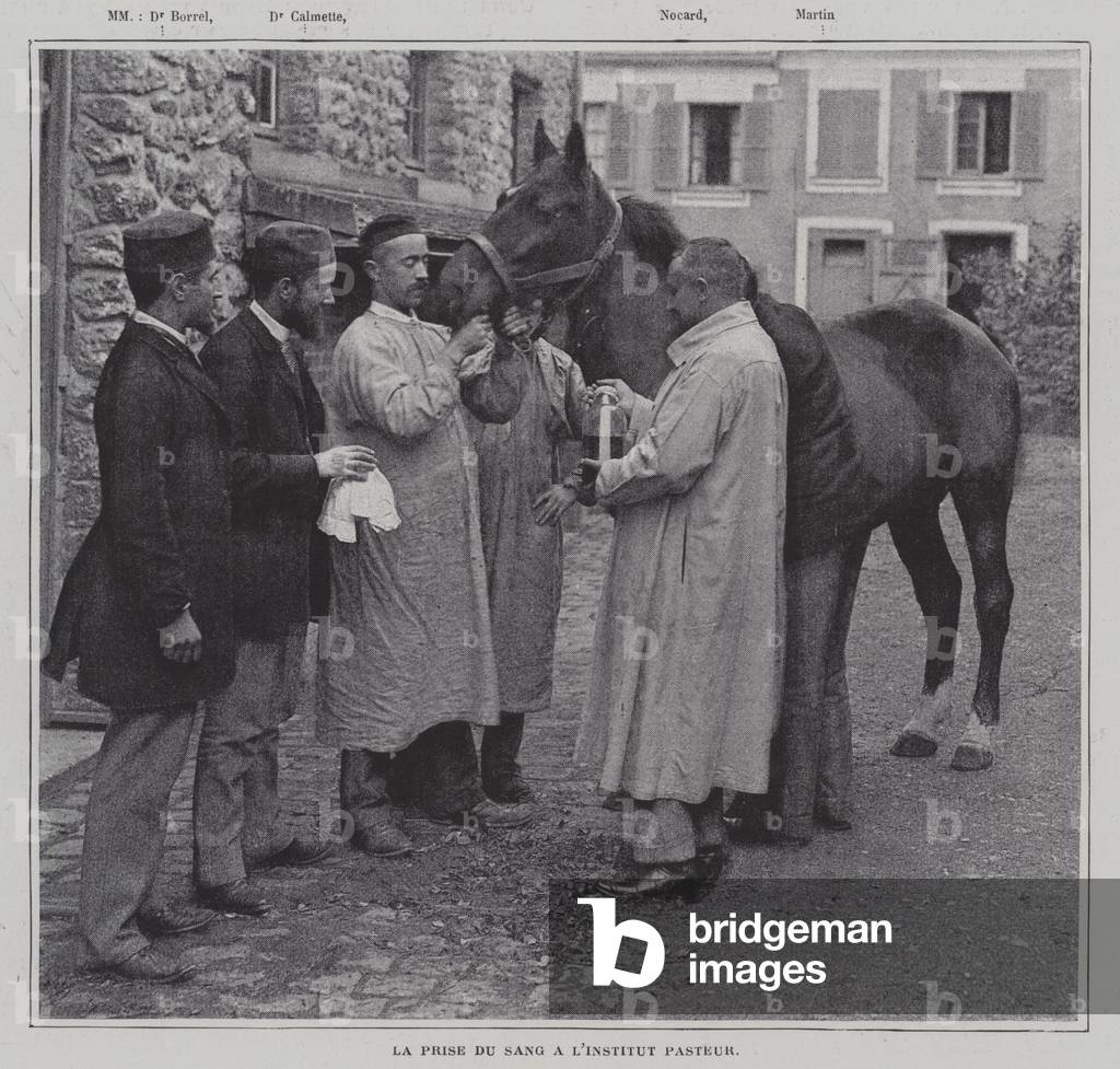 Taking a sample of blood from a horse at the Institut Pasteur, Paris (b/w photo)