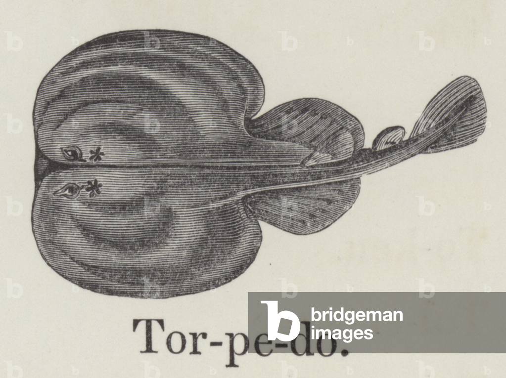 Torpedo (engraving)